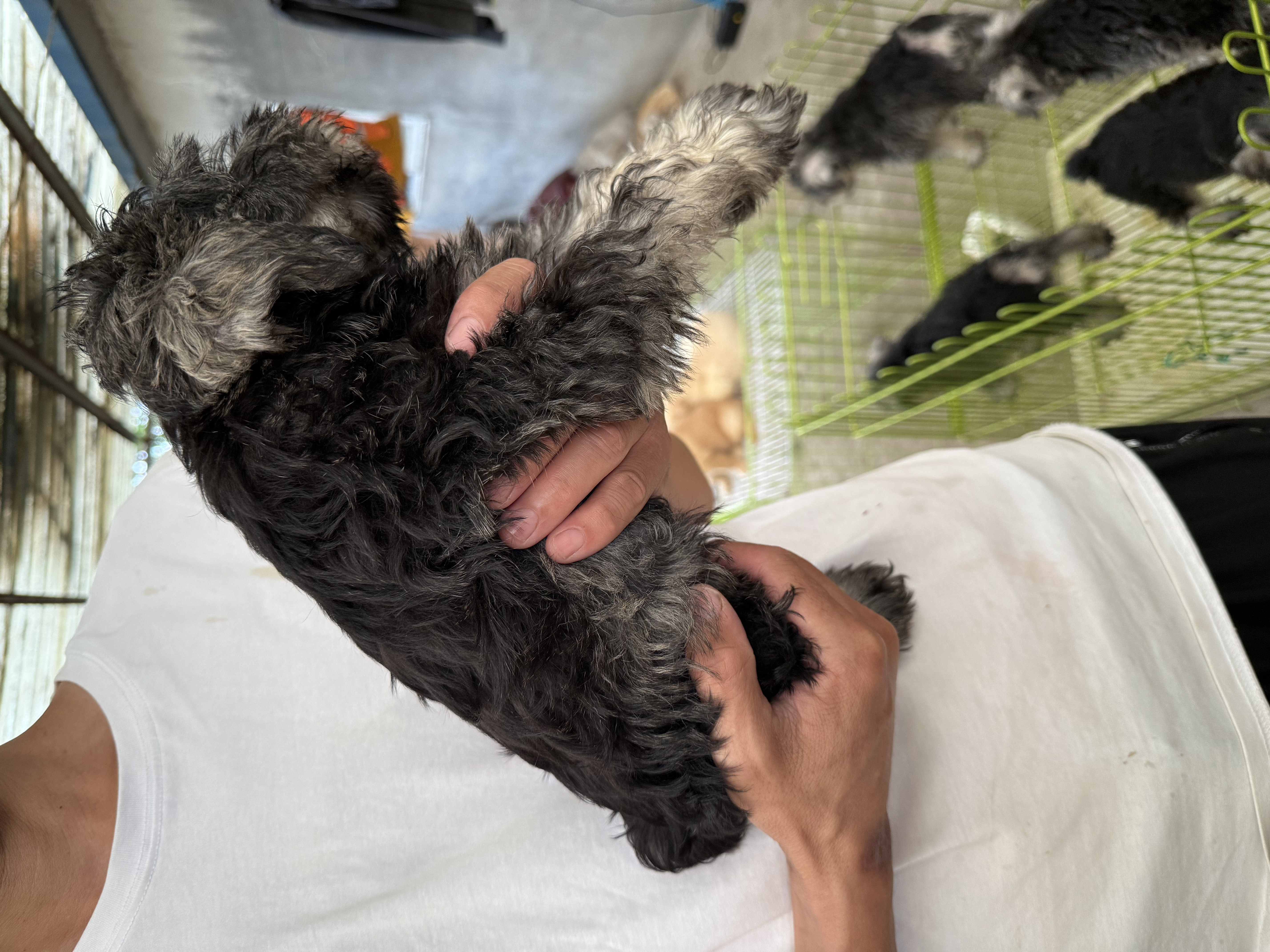 自己犬舍繁育精品雪纳瑞，山东济南可以实地考察，疫苗2针，驱虫齐全